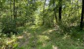 Trail Walking Vieux-Moulin - en foret de Compiègne_38_07_2021_sur la Route Eugénie - Photo 14