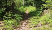 Trail Walking Celles-sur-Plaine - peine de sucre - Photo 6