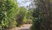 Trail Walking La Trinité - Presqu'île de la caravelle  - Photo 3