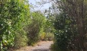 Tocht Stappen La Trinité - Presqu'île de la caravelle  - Photo 3