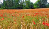 Tour Wandern Oulchy-le-Château - Oulchy le Château du 06/07/2020 - Photo 5