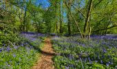 Tocht Stappen Thuin - Balade dans le Bois du Grand Bon Dieu-Thuin - Photo 15