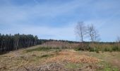 Trail Walking La Roche-en-Ardenne - rando samrée 19-03-2024 - Photo 17