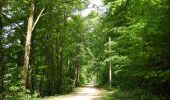 Tocht Te voet Amt Creuzburg - Hauptwanderweg Eisenach - Wernigerode / Höhenweg - Photo 10