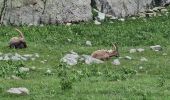 Tour Wandern Belvédère - lac de la fous - Photo 2