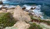 Trail Walking Calvi - Revellata  - Photo 14