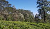 Randonnée Marche Kandy - Sri-06 Kandy - Les balcons du thé - Peradeniya - Photo 6