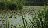 Percorso Marcia Bornem - Randonnée autour du lac de Bornem  - Photo 8