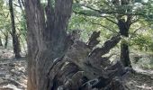 Tour Wandern Banyuls-sur-Mer - puig de sallfort depuis coll de vallauria - Photo 4