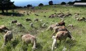 Tour Wandern Beaumont-du-Ventoux - Ascension du Ventoux versant nord - Photo 5