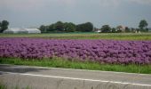 Tour Zu Fuß Castricum - Duindoornroute - Photo 7