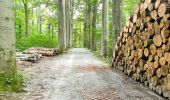 Tocht Stappen Tervuren - Arboretum - Kapucijnenbos - Photo 4