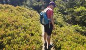 Tour Wandern Markirch - Col des Bagenelles et les deux Brézouard - Photo 13