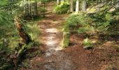 Trail Walking Ribeauvillé - boucle la grande verrerie-roche des 3 tables-roche des reptiles-roche des géants-la grande verrerie  - Photo 10