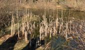 Randonnée Marche La Roche-en-Ardenne - Un petit tour dans les fagnes de la goutte en partant de Samree  - Photo 7