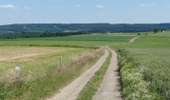 Trail Walking Tenneville - Paysages & Patrimoine - A travers champs - Photo 4