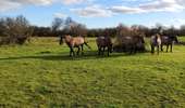 Randonnée Marche Eijsden-Margraten - Promenade dans la réserve naturelle d’Eijsder Beemden - Photo 5