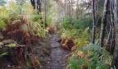 Tour Wandern Malmedy - Malmedy (Bévercé - Ferme Libert- Mont - Chôdes) - Photo 15