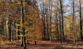 Trail Walking Saint-Hubert - MIRWART ... mon beau miroir ! - Photo 6