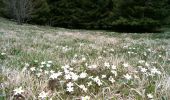 Excursión A pie Ceyssat - Le Puy de Côme - Photo 2