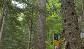 Trail Walking Villard-de-Lans - tour bois barbu. malaterre, le sapin bellier - Photo 1