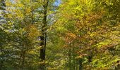 Tour Wandern Overijse - #221024 - Jesus-Eik, Arboretum, Kapucijnenbos - Photo 9