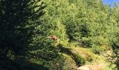 Tocht Stappen Saint-Martin-Vésubie - Madone de Fenestre-St Gray - Photo 4