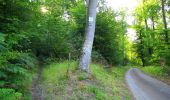 Tocht Stappen Pierrefonds - en forêt de Compiègne_30_la Tournante sous le Mont Saint-Mard - Photo 12