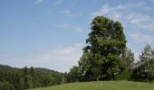 Tour Zu Fuß Thalgau - Kolomanskirche Rundweg - Photo 4