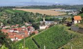 Tour Zu Fuß Freyburg (Unstrut) - Kleinfriedenthal Rundweg - Photo 9