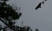 Trail Walking Massegros Causses Gorges - La Bourgarie et les gorges du Tarn - Photo 5