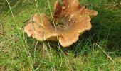 Randonnée Marche Herbeumont - Mon lit dans l'arbre - Castors - Photo 15