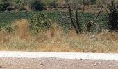 Tour Zu Fuß Regionalverwaltung Mateh Jehuda - עין מטע - שייח אחמד - Photo 10