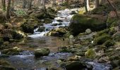 Tour Zu Fuß Spiegelau - RW Steinklamm - Photo 10