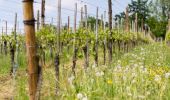 Percorso A piedi Stäfa - Stäfa-ein Dorf bewegt: Risitobel - Püntacher - Photo 10