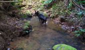 Trail Walking Petit-Bourg - cafeiere - Photo 1