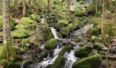 Trail  Gérardmer - Bourrique, tour et cascade de Merelle - Photo 3