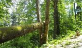 Excursión A pie Bușteni - Bușteni - Cabana Piatra Arsă - Photo 2