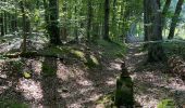 Tour Wandern Sankt Hubert - St Hubert -arbre de l’année 2022 - Photo 2