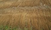 Trail Walking Mesnil-en-Ouche - 20220610-Beaumesnil - Photo 5