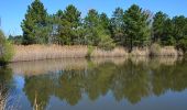 Tour Wandern Roquebrune-sur-Argens - Roquebrune/Argens - 25 Ponts - ND de Pitié - Lac des clos - Photo 6