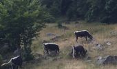 Trail Walking Le Valtin - Sentier des roches  - Photo 2