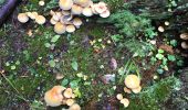 Randonnée Marche La Bollène-Vésubie - Champignons  - Photo 7