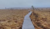 Trail Walking Waimes - CANI-RANDO TOUR ( boucle les caillebotis de la fagne wallonne) - Photo 15