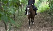 Trail Horseback riding Neufchâteau - Bois d’Ospot depuis les pompiers - Photo 14