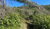 Excursión Marcha nórdica Le Vauclin - La boucle Faula -Trou cochon - Photo 1