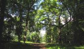 Trail Walking Rethondes - en forêt de Laigue_8_06_2020_les Routes des Bonshommes, de la Trouée des Bonhommes_Route forestière de Sainte-Croix - Photo 20