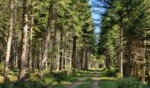 Trail Walking La Chaise-Dieu - Sentier du Serpent d'Or  - Photo 19