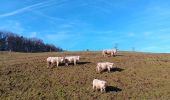 Trail Walking Theux - tillot . hodbomont . mont . wisselez . tillot - Photo 15
