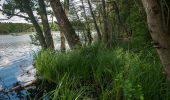 Tour Zu Fuß Chorin - Rundweg Bachsee - Photo 3